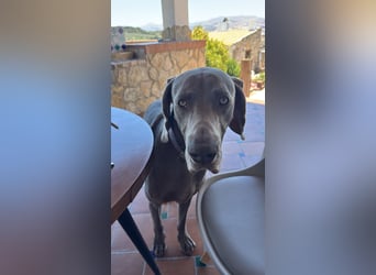 Drogo - wunderschöner Jagdhund mit sanftem Wesen und Herz für Katzen