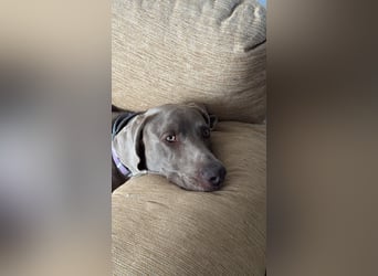 Drogo - wunderschöner Jagdhund mit sanftem Wesen und Herz für Katzen