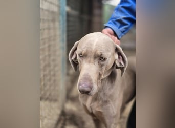 Füge VA – charakterstarker Weimaraner sucht erfahrene Einzelperson mit Führungsqualität