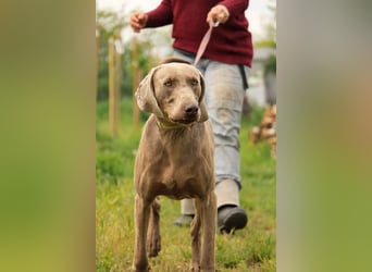 Füge VA – charakterstarker Weimaraner sucht erfahrene Einzelperson mit Führungsqualität