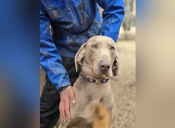 Füge VA – charakterstarker Weimaraner sucht erfahrene Einzelperson mit Führungsqualität