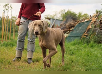 Füge VA – charakterstarker Weimaraner sucht erfahrene Einzelperson mit Führungsqualität