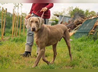 Füge VA – charakterstarker Weimaraner sucht erfahrene Einzelperson mit Führungsqualität