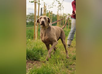 Füge VA – charakterstarker Weimaraner sucht erfahrene Einzelperson mit Führungsqualität