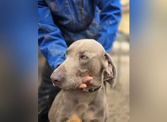 Füge VA – charakterstarker Weimaraner sucht erfahrene Einzelperson mit Führungsqualität