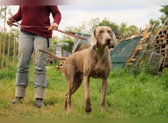 Füge VA – charakterstarker Weimaraner sucht erfahrene Einzelperson mit Führungsqualität