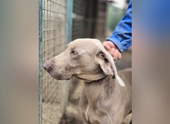 Füge VA – charakterstarker Weimaraner sucht erfahrene Einzelperson mit Führungsqualität