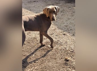 Füge VA – charakterstarker Weimaraner sucht erfahrene Einzelperson mit Führungsqualität