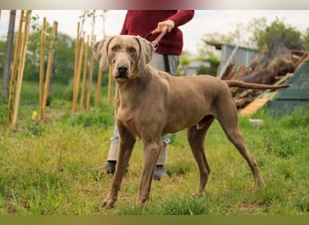 Füge VA – charakterstarker Weimaraner sucht erfahrene Einzelperson mit Führungsqualität