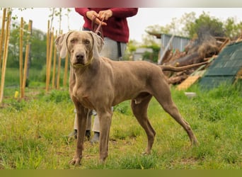 Füge VA – charakterstarker Weimaraner sucht erfahrene Einzelperson mit Führungsqualität