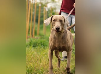 Füge VA – charakterstarker Weimaraner sucht erfahrene Einzelperson mit Führungsqualität