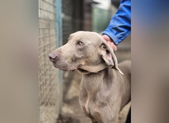 Füge VA – charakterstarker Weimaraner sucht erfahrene Einzelperson mit Führungsqualität