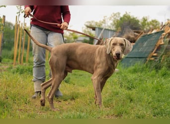 Füge VA – charakterstarker Weimaraner sucht erfahrene Einzelperson mit Führungsqualität