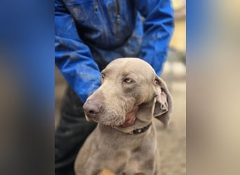 Füge VA – charakterstarker Weimaraner sucht erfahrene Einzelperson mit Führungsqualität
