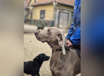 Füge VA – charakterstarker Weimaraner sucht erfahrene Einzelperson mit Führungsqualität