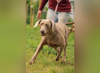 Füge VA – charakterstarker Weimaraner sucht erfahrene Einzelperson mit Führungsqualität