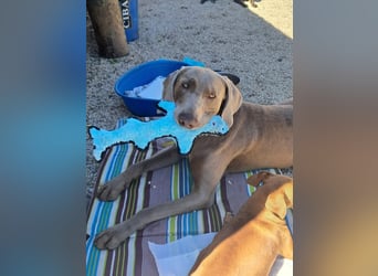 Füge VA – charakterstarker Weimaraner sucht erfahrene Einzelperson mit Führungsqualität