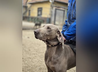 Füge VA – charakterstarker Weimaraner sucht erfahrene Einzelperson mit Führungsqualität
