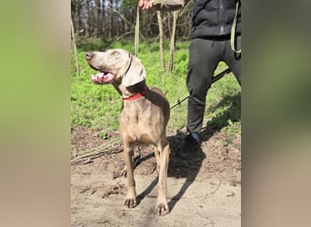 Füge, bildhübscher Weimaraner Rüde geb. 01/2023