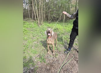 Füge, bildhübscher Weimaraner Rüde geb. 01/2023