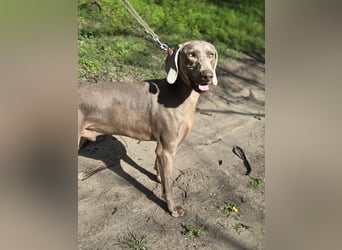 Füge, bildhübscher Weimaraner Rüde geb. 01/2023