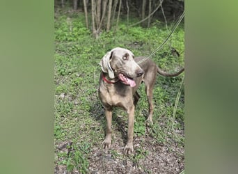 Füge, bildhübscher Weimaraner Rüde geb. 01/2023
