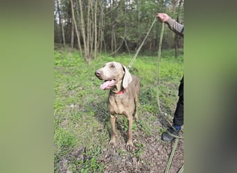 Füge, bildhübscher Weimaraner Rüde geb. 01/2023