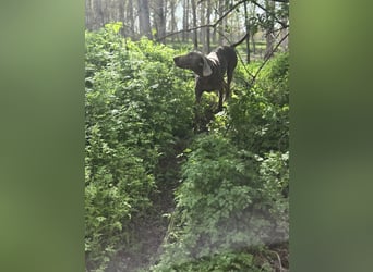 Füge, bildhübscher Weimaraner Rüde geb. 01/2023