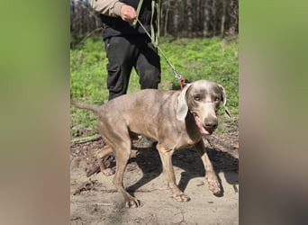 Füge, bildhübscher Weimaraner Rüde geb. 01/2023