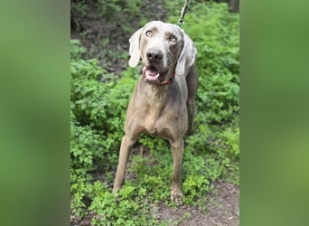 Füge, bildhübscher Weimaraner Rüde geb. 01/2023