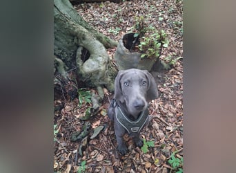 Bildschöner blauer Weimaraner