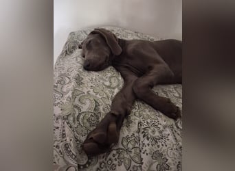 Bildschöner blauer Weimaraner