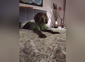 Bildschöner blauer Weimaraner
