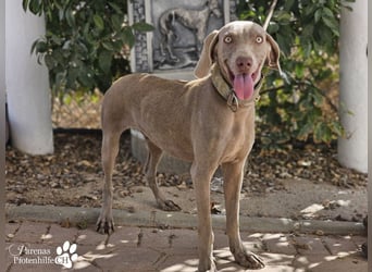 Homer, jung, charmant, verschmust, intelligent- einfach ein Traum