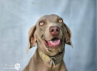 Homer, jung, charmant, verschmust, intelligent- einfach ein Traum