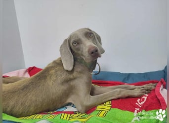 Homer, jung, charmant, verschmust, intelligent- einfach ein Traum