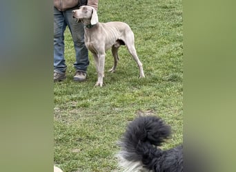 Ich heiße Hunter. Pflegestelle 41239 Mönchengladbach