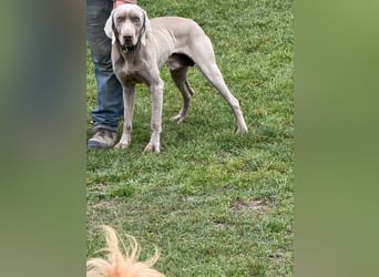 Ich heiße Hunter. Pflegestelle 41239 Mönchengladbach