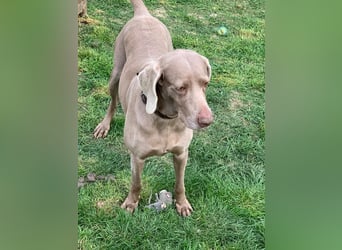 Ich heiße Hunter. Pflegestelle 41239 Mönchengladbach