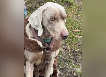 Ich heiße Hunter. Pflegestelle 41239 Mönchengladbach