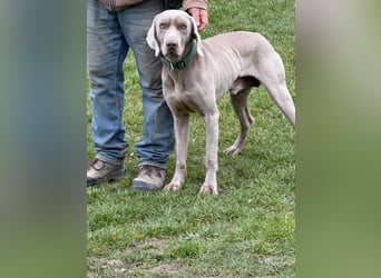 Ich heiße Hunter. Pflegestelle 41239 Mönchengladbach