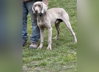 Ich heiße Hunter. Pflegestelle 41239 Mönchengladbach