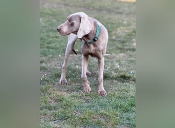 Ich heiße Hunter. Pflegestelle 41239 Mönchengladbach