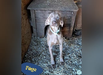 Füge VA – aktiv, kein Anfängerhund