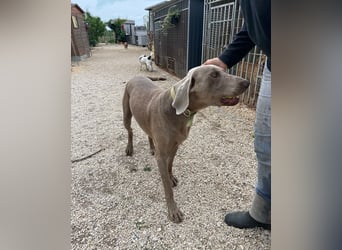 Füge VA, braucht klare Führung