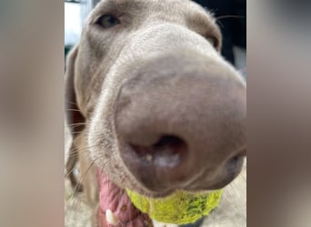 Füge VA, braucht klare Führung