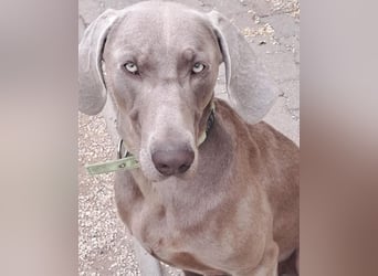 Füge VA – aktiv, kein Anfängerhund