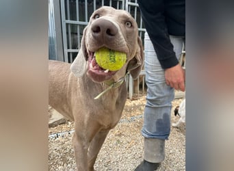 Füge VA – aktiv, kein Anfängerhund