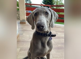 Füge VA, braucht klare Führung