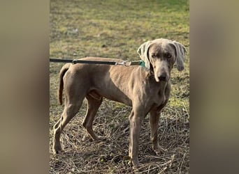 Füge VA – aktiv, kein Anfängerhund